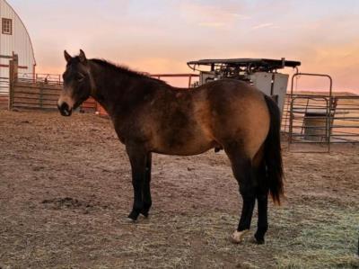 Top Gun Sultan JW <BR> AQHA 5947382